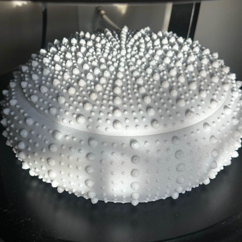 Highland Dunes Large Round Urchin Ceramic Jewelry Box